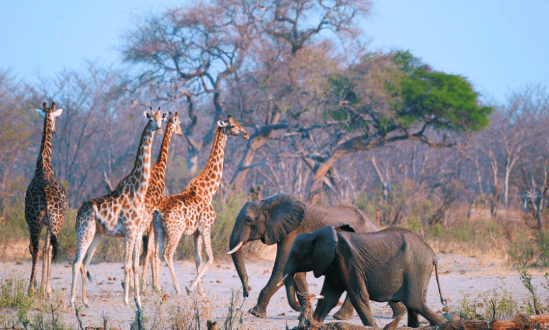 these countries need to kill elephants for food as drought persists conservationists say its cruel