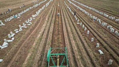 adapting agriculture chinas plan to climate proof potatoes