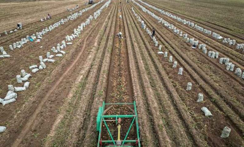 adapting agriculture chinas plan to climate proof potatoes