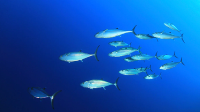 Climate Change Threatens Bluefin Tuna: Sushi’s Crown Jewel