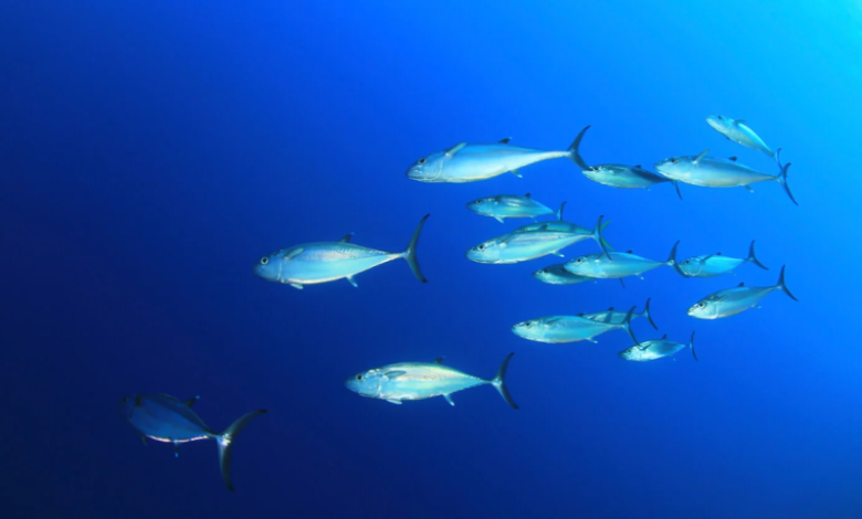 Climate Change Threatens Bluefin Tuna: Sushi’s Crown Jewel