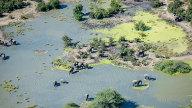 Toxic Water kills 350 Elephants in Botswana