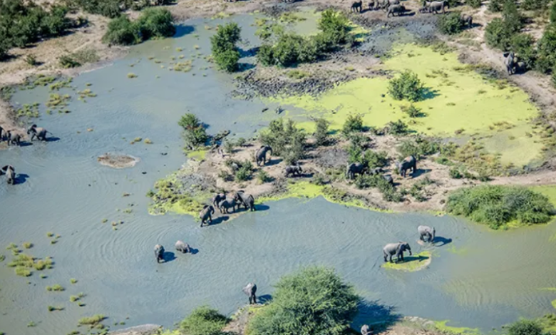 Toxic Water kills 350 Elephants in Botswana