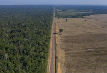 Brazilian Court Blocks Law Revoking Tax Breaks for Eco-Friendly Soy Producers