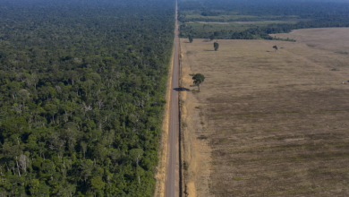 Brazilian Court Blocks Law Revoking Tax Breaks for Eco-Friendly Soy Producers