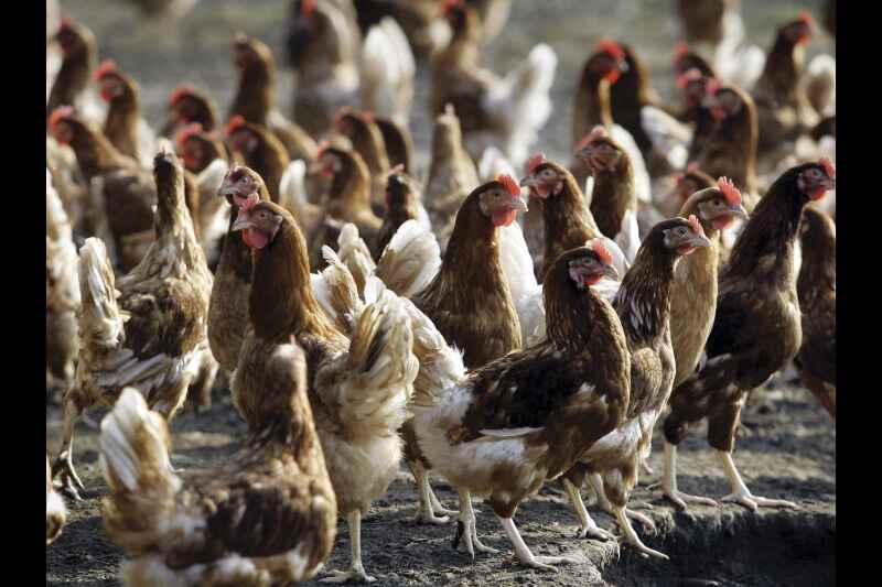 global pandemic fears grow as bird flu risks escalate