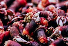 Spain's Christmas Traditional Barnacle Dish is affected by Environmental Changes