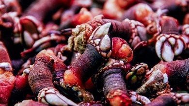 Spain's Christmas Traditional Barnacle Dish is affected by Environmental Changes