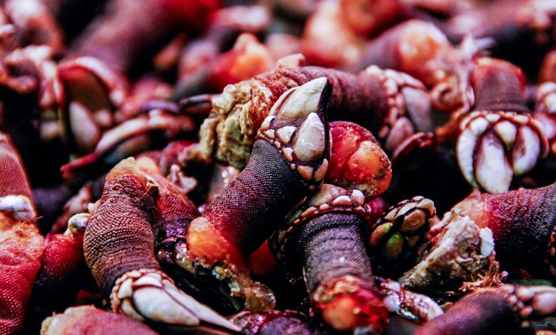 Spain's Christmas Traditional Barnacle Dish is affected by Environmental Changes