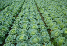 Is climate change behind Japan's 'Cabbage Shock'?