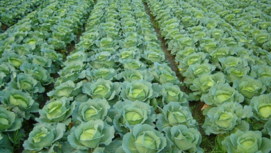 Is climate change behind Japan's 'Cabbage Shock'?