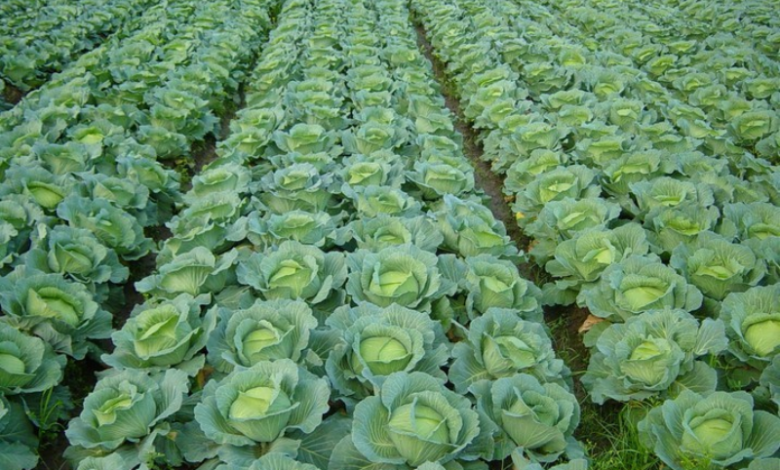 Is climate change behind Japan's 'Cabbage Shock'?