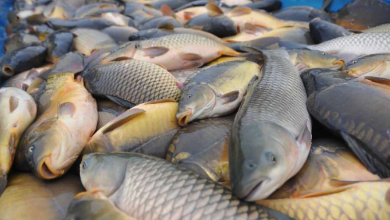 Climate change and pollution blamed for reduced shellfish stocks