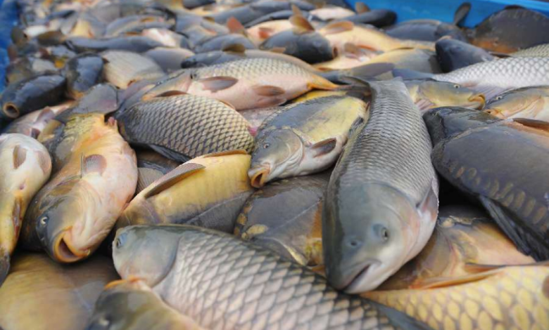 Climate change and pollution blamed for reduced shellfish stocks