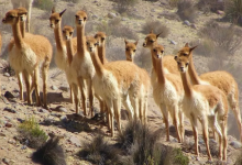 Vicunas poop: This Llama cousin could help fight against climate change