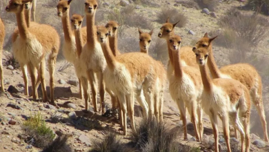 Vicunas poop: This Llama cousin could help fight against climate change