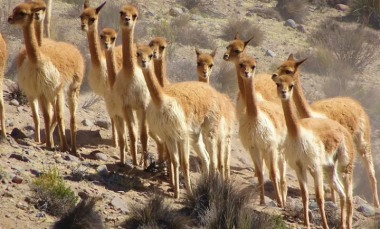 Vicunas poop: This Llama cousin could help fight against climate change