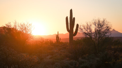 Climate change is making Phoenix drier and hotter