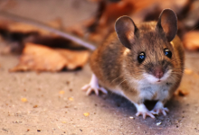 Perfect Rat Storm: Climate change causing rat numbers in cities to soar