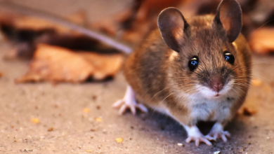 Perfect Rat Storm: Climate change causing rat numbers in cities to soar