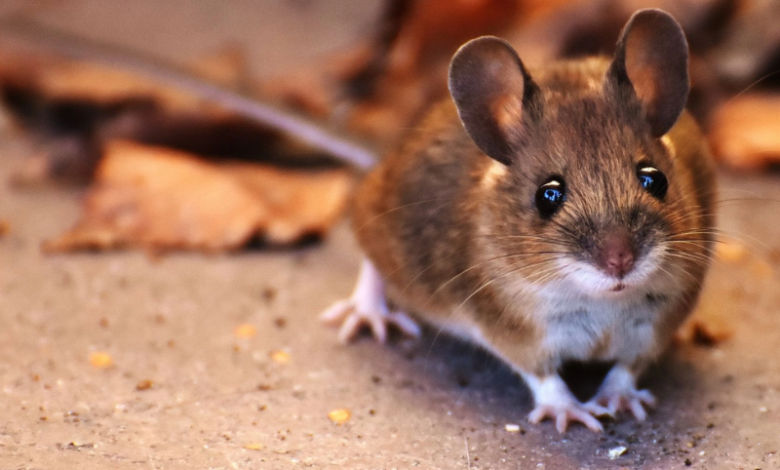 Perfect Rat Storm: Climate change causing rat numbers in cities to soar