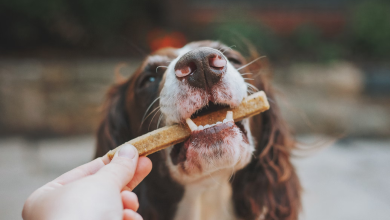 Chick Bites: Pets at Home launches groundbreaking dog treat