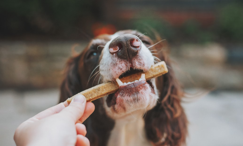 Chick Bites: Pets at Home launches groundbreaking dog treat