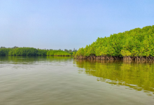 IFZA strengthens UAE's net zero goals through mangrove plantation