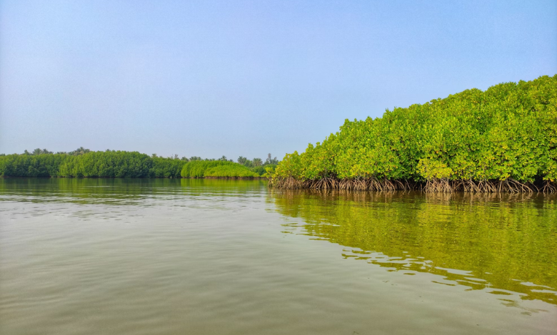 IFZA strengthens UAE's net zero goals through mangrove plantation