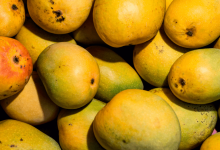 mangoes in gujarat