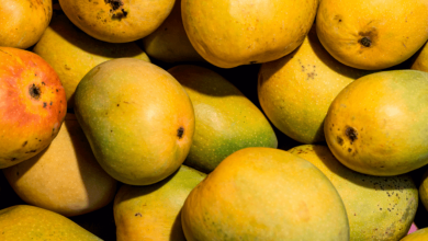 mangoes in gujarat