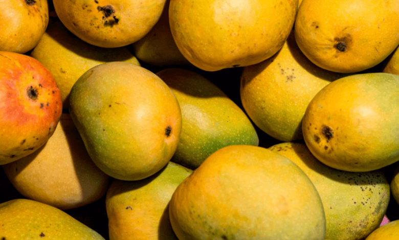 mangoes in gujarat