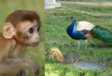 Sri Lanka Launches Unique Census to Track Monkeys, Peacocks and Squirrels Amid Agricultural Damage