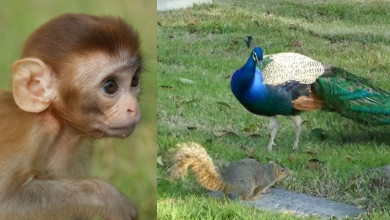 Sri Lanka Launches Unique Census to Track Monkeys, Peacocks and Squirrels Amid Agricultural Damage