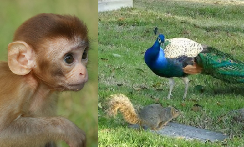 Sri Lanka Launches Unique Census to Track Monkeys, Peacocks and Squirrels Amid Agricultural Damage