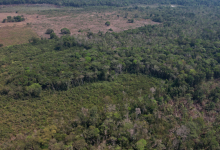 Ireland makes its first ever contribution of $16.3 million to Brazil’s Amazon Fund to battle deforestation and protect the rainforest.