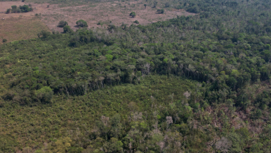 Ireland makes its first ever contribution of $16.3 million to Brazil’s Amazon Fund to battle deforestation and protect the rainforest.