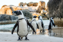 Why Are No Fishing Zones Critical for South Africa’s Penguins?