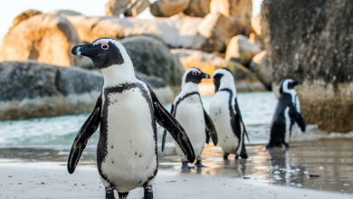 Why Are No Fishing Zones Critical for South Africa’s Penguins?