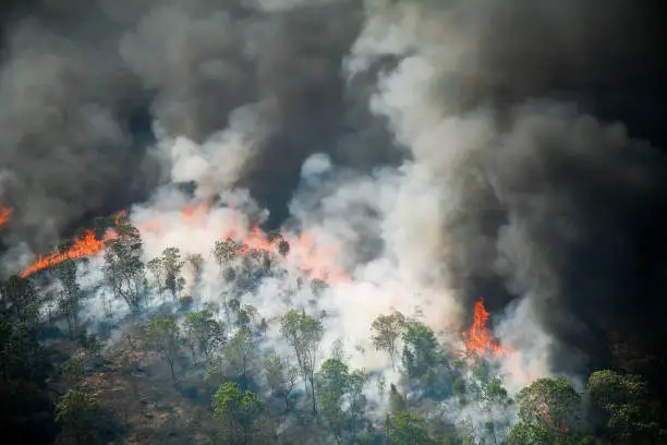 amazon rainforest fires