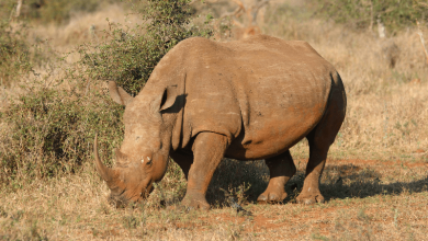 rhino poaching in africa