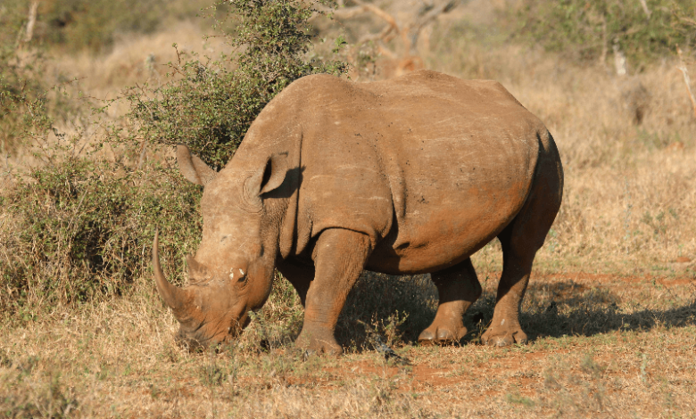 rhino poaching in africa