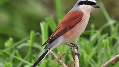 bird watching in qatar's