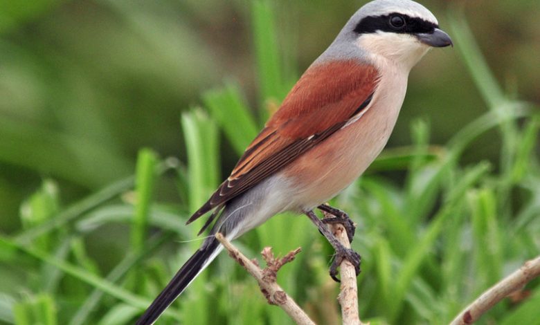 bird watching in qatar's