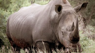 endangered species 2025.