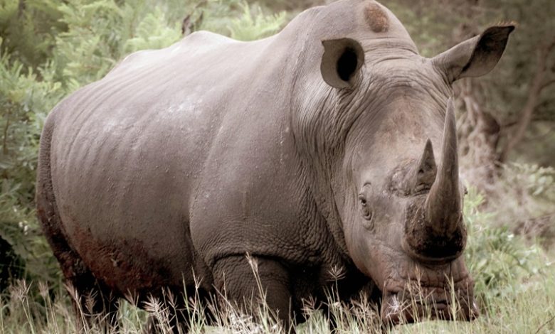 endangered species 2025.