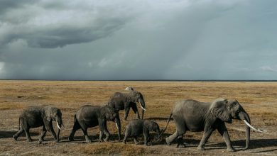 highest wildlife extinction