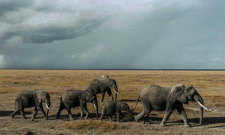 highest wildlife extinction