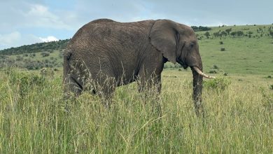 richest biodiversity countries