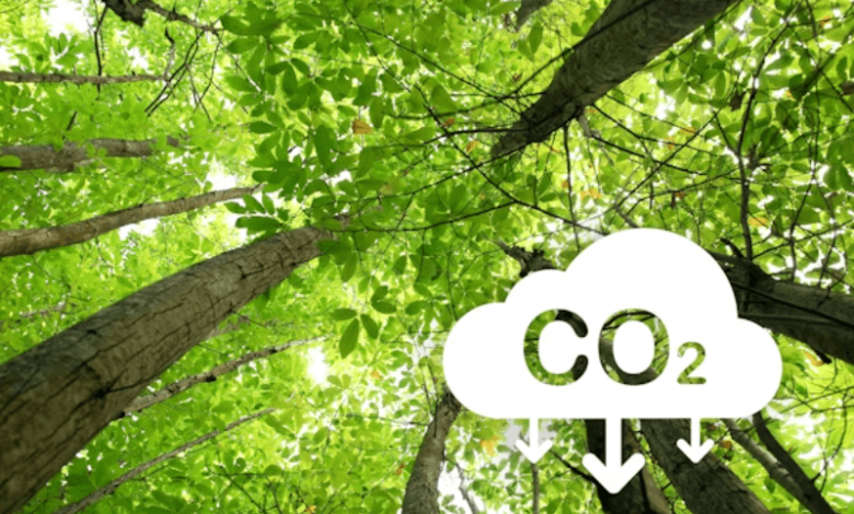 carbon neutral business guide